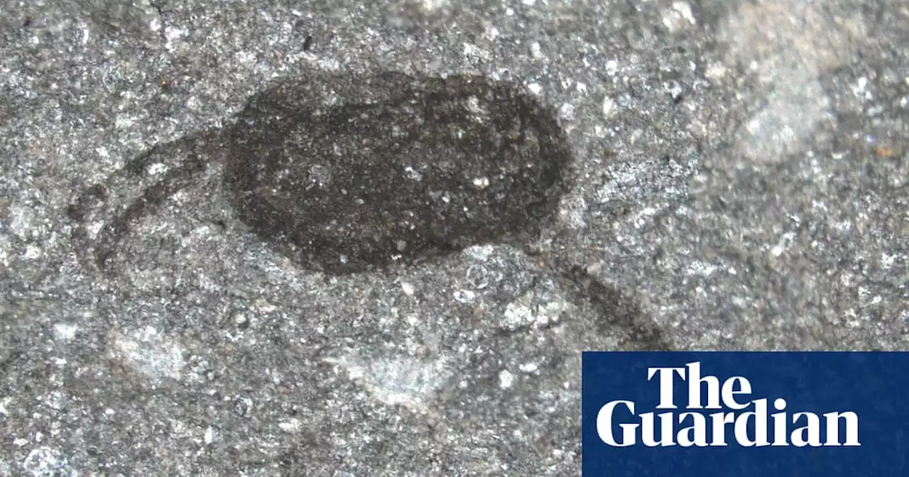 Couple unearths one of world’s greatest fossil finds in mid-Wales