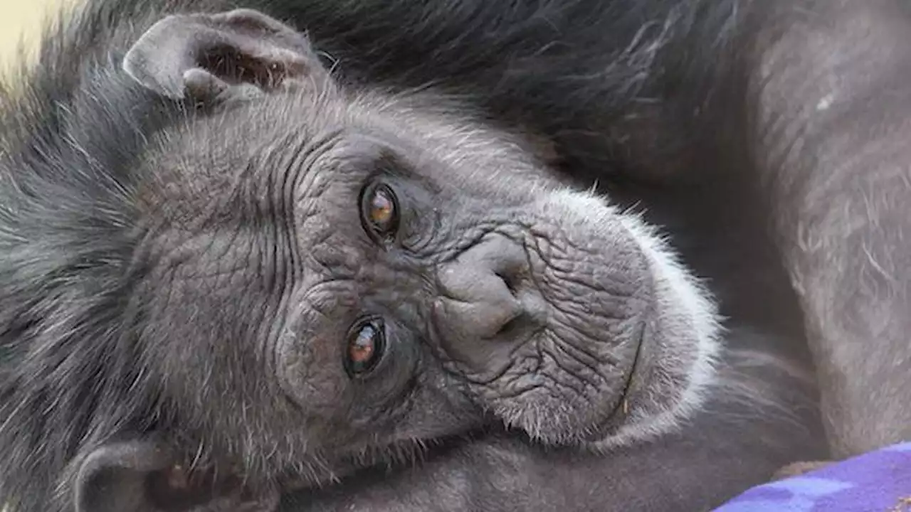 47-year-old chimpanzee at Cle Elum sanctuary passes away