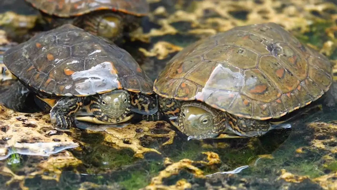 Un trafiquant hollandais interpellé avec 17 tortues lépreuses, les reptiles recueillis par le refuge de Bessières