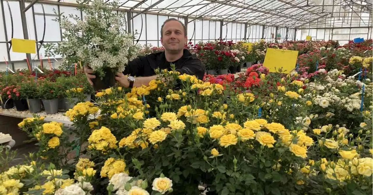 Chez le Varois Meilland, la rose est star depuis 173 ans