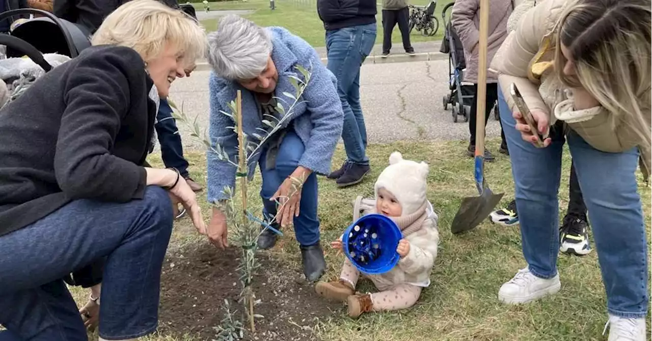 Digne-les-Bains : 43 bébés oliviers pour les enfants nés en 2021 et 2022