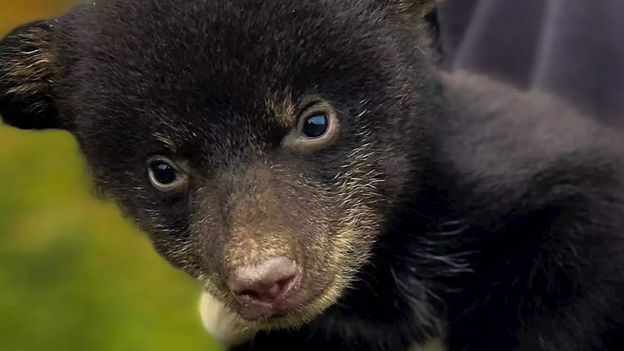 Près de Nantes, naissance de trois oursons dans un parc animalier