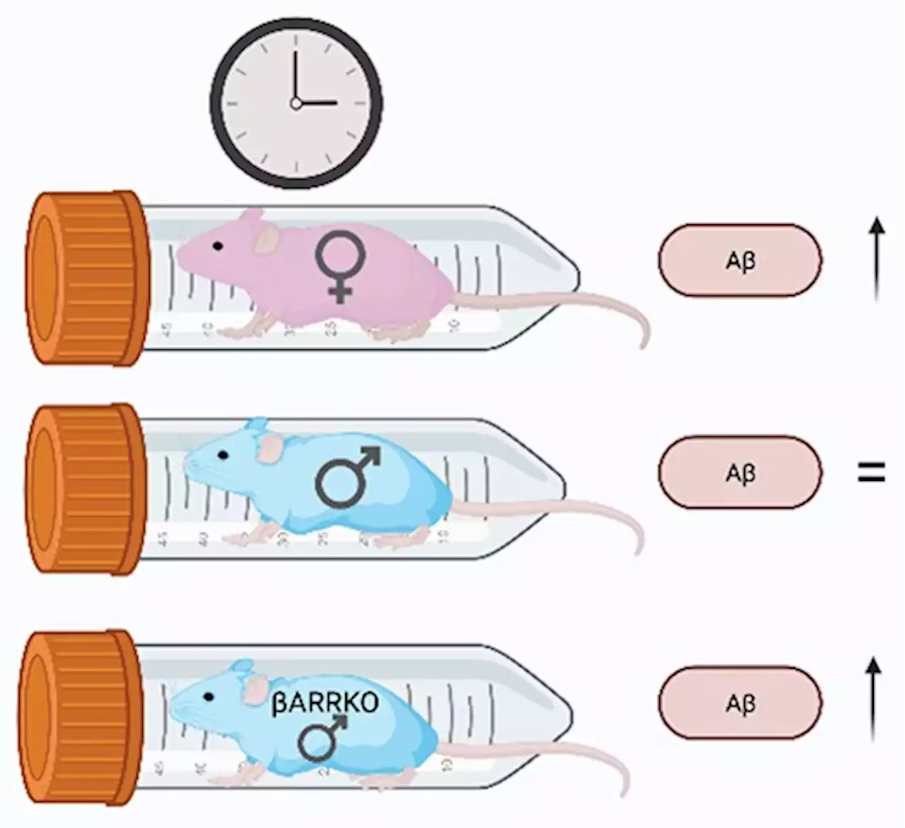 Sex-dependent effects of acute stress on amyloid-β in male and female mice