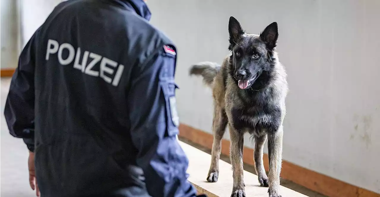 Polizeihund stöberte Einbrecher unter Schreibtisch auf