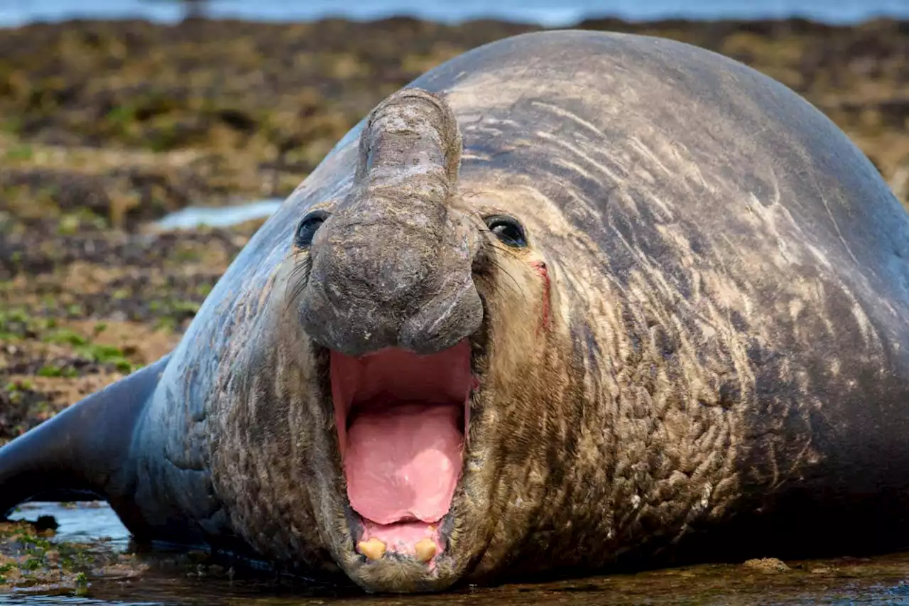 Male elephant seals with large harems die younger