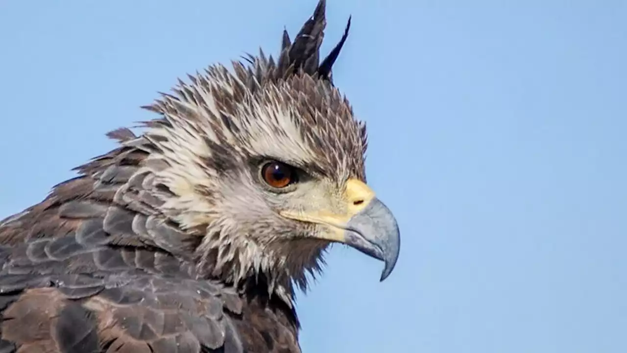 Investigadores de La Pampa crean un dispositivo para evitar la muerte de aves en tendidos eléctricos | Una fundación local los producirá en serie