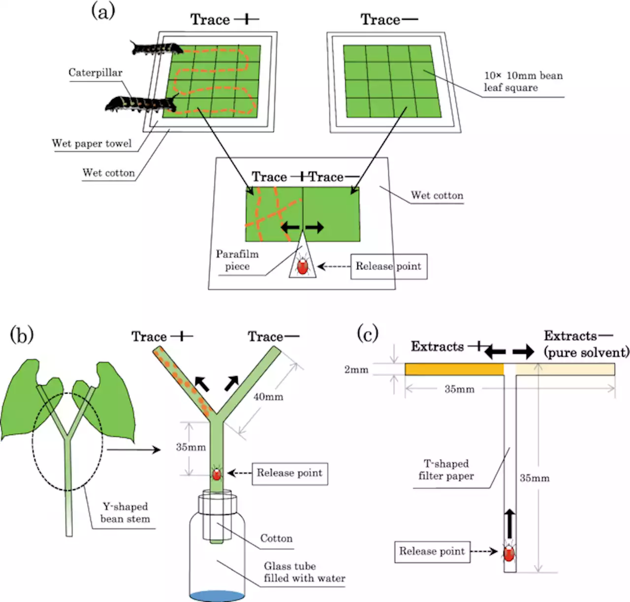 Spider mites avoid caterpillar traces to prevent intraguild predation - Scientific Reports