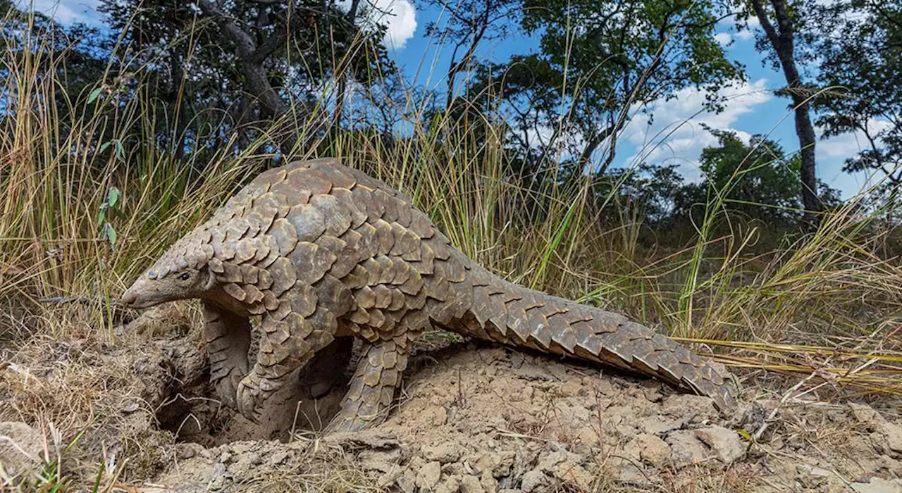 Central Africa’s pangolins slaughtered for myths and meat