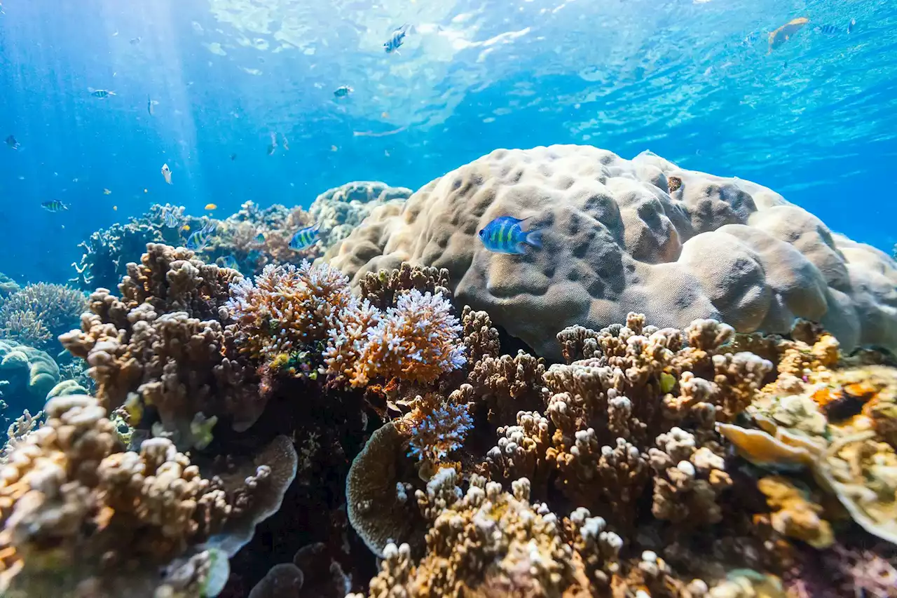 Plankton Power: How Understanding Symbiodiniaceae Could Save Coral Reefs