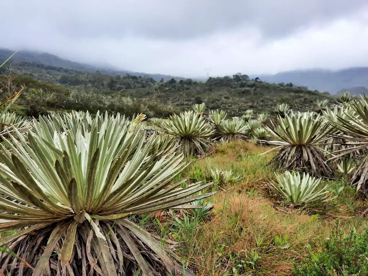 “Waves of Extinction” – Prehistoric Poo Tells the Story of Megafauna Extinction in Colombian Andes