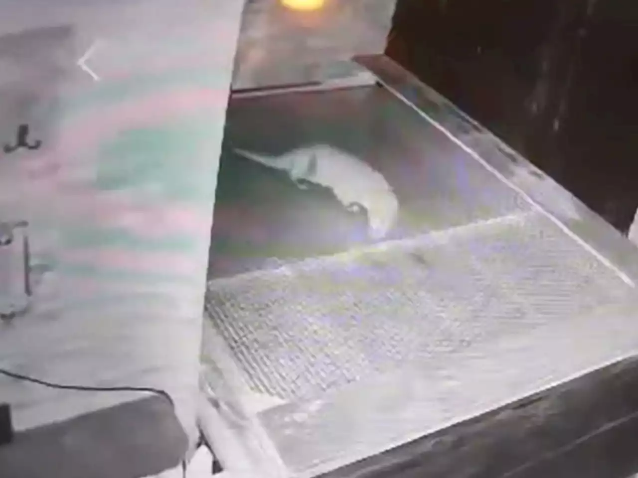 Otter cheek! Watch night-time fish thief caught in the act