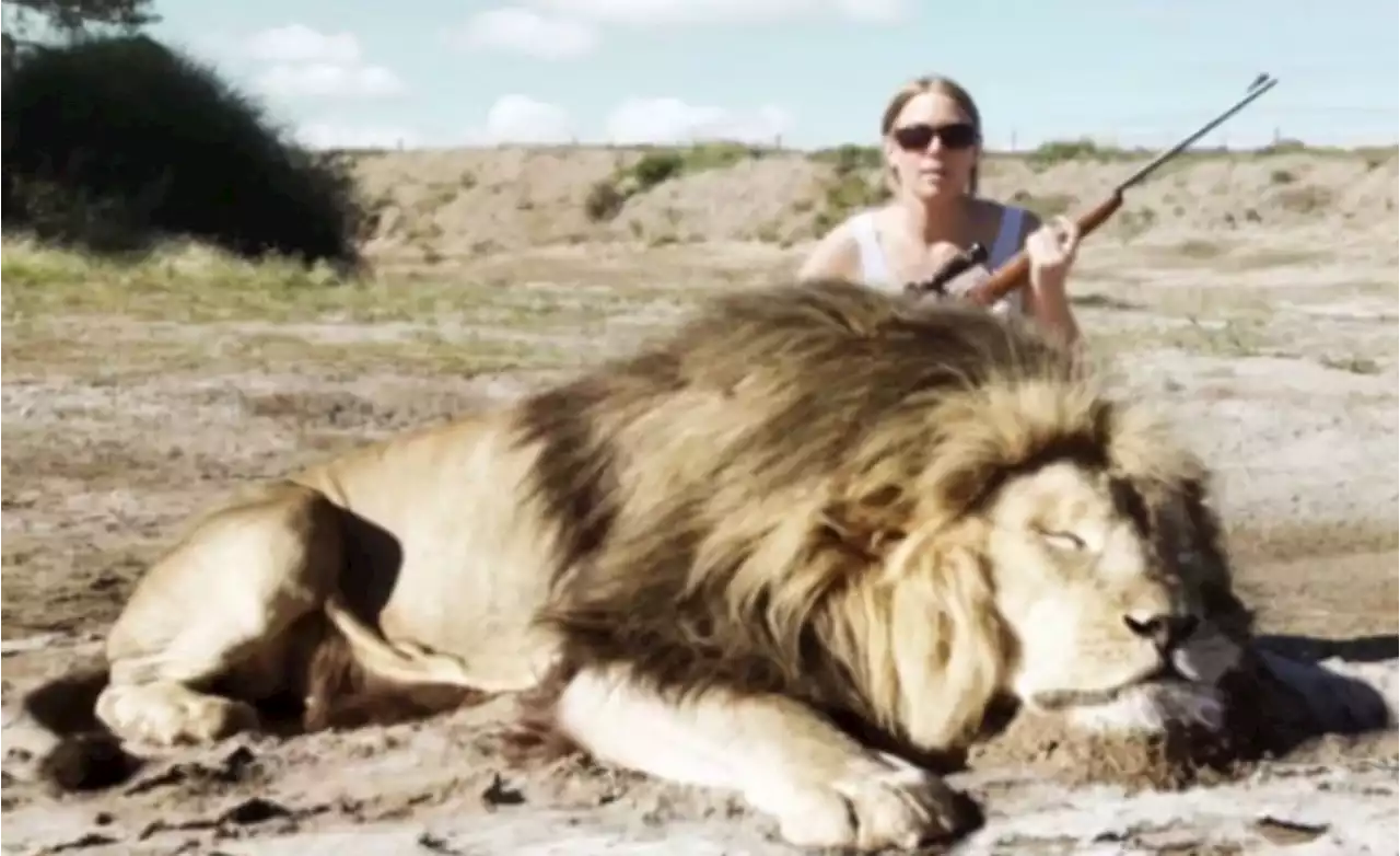 Did a Lion Take Revenge on a Trophy Hunter?