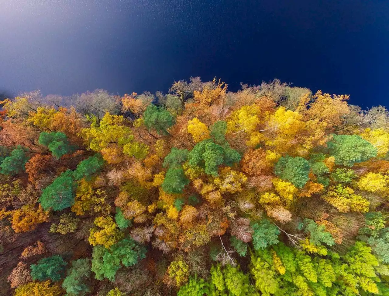 Experiment mit Dutzenden Wäldern – Je mehr Insekten, desto mehr Holz