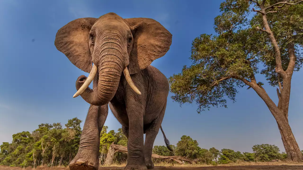 Safari ranger trampled to death by elephant after it escaped nature reserve