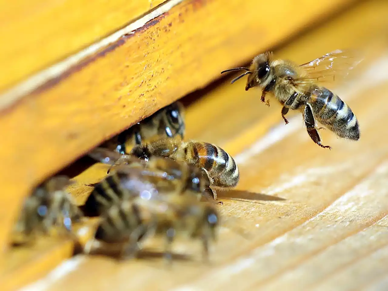 Mom saves children from swarm of bees during photoshoot, ends up in hospital