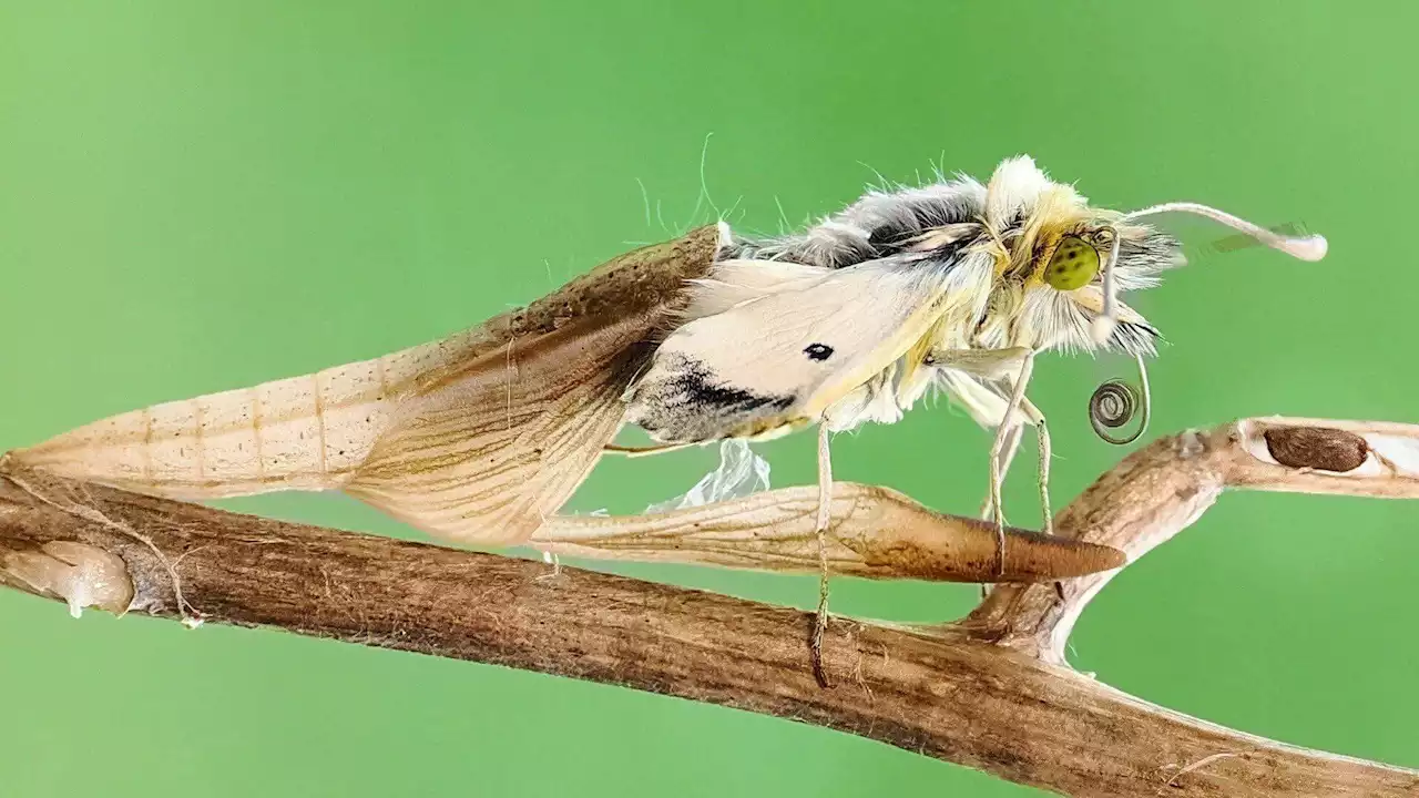 Butterflies take flight after emerging from chrysalis, and more of today's top videos