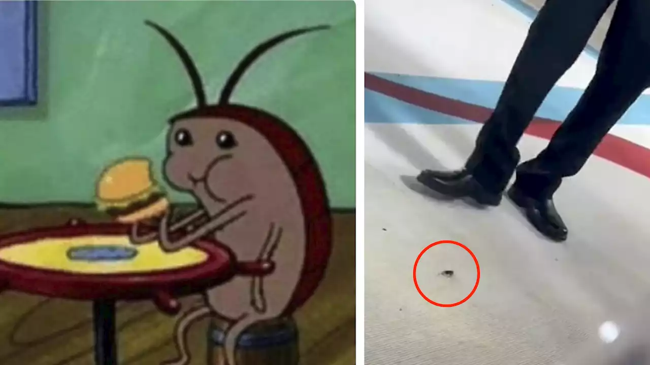 Una cucaracha desfiló en la Met Gala 2023 y las redes explotaron de memes