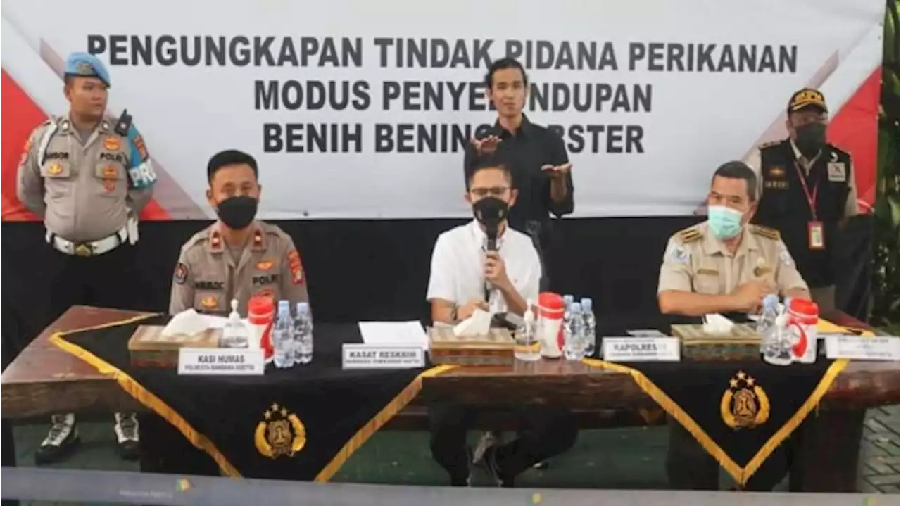 Penyelundupan Ribuan Benih Lobster Senilai Rp 4,1 Miliar Digagalkan