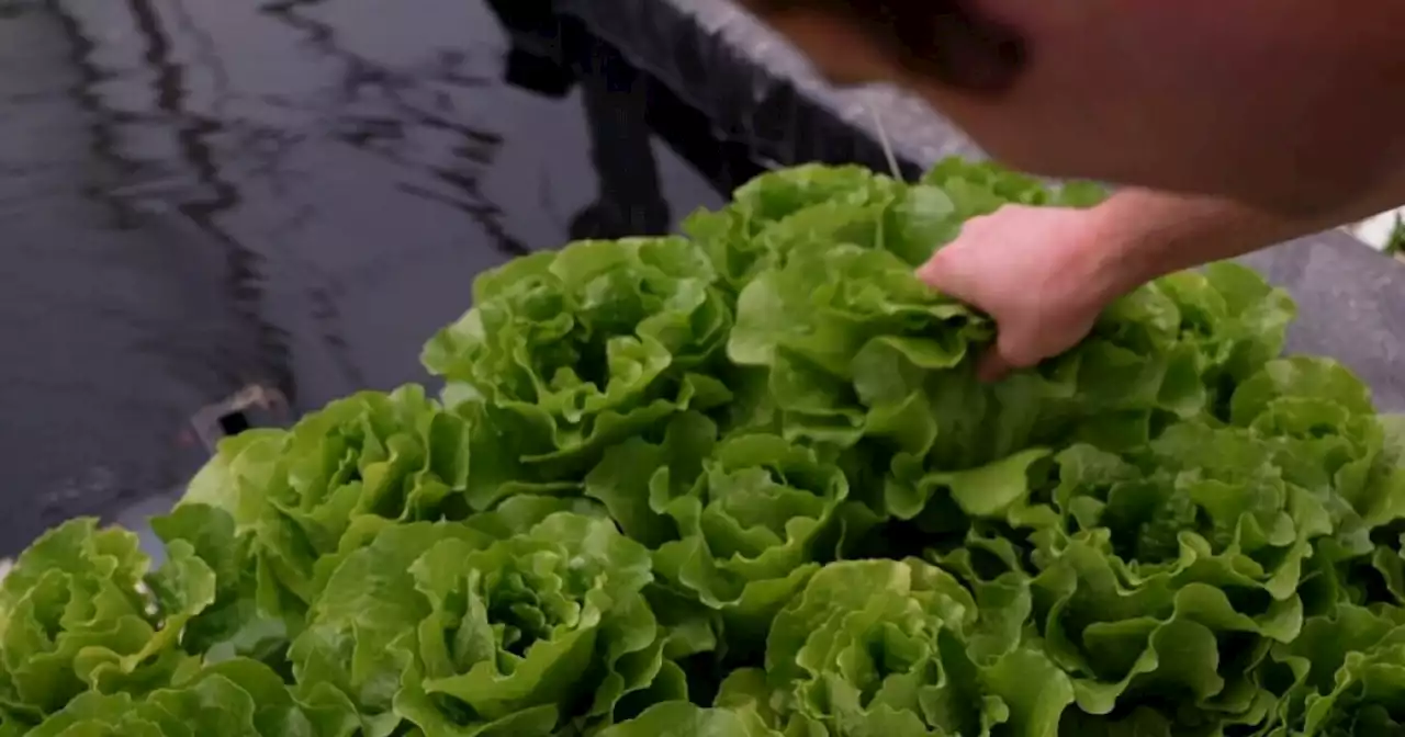 Lettuce growers combat shortage, soaring prices with aquaponics