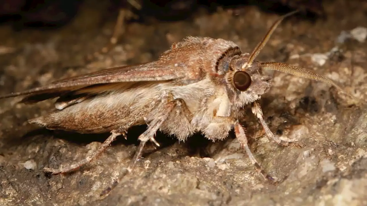 'Absolutely fascinating' moths follow stars, smell and magnetic fields on epic journey