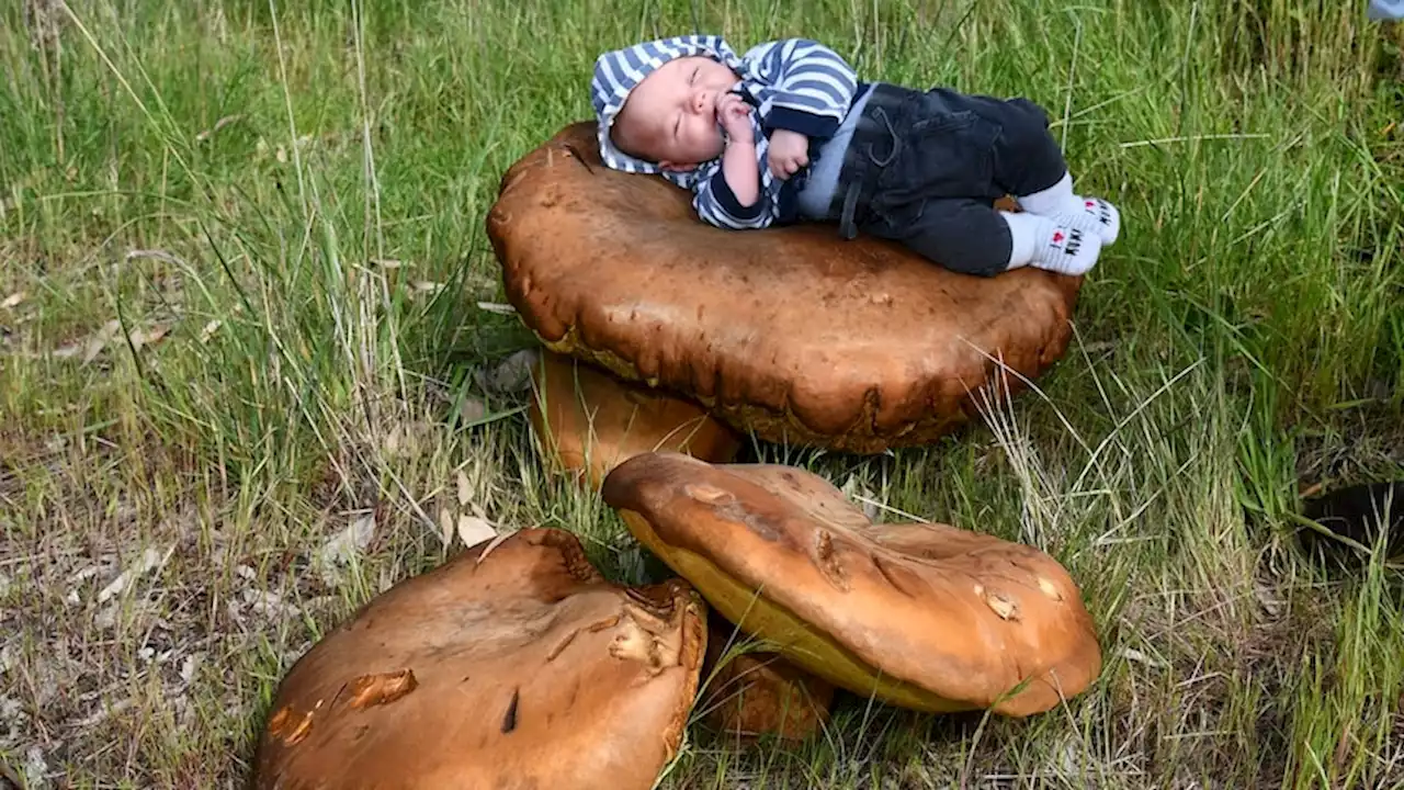 Locals baffled by gigantic mushrooms mysteriously popping up. But what are they?