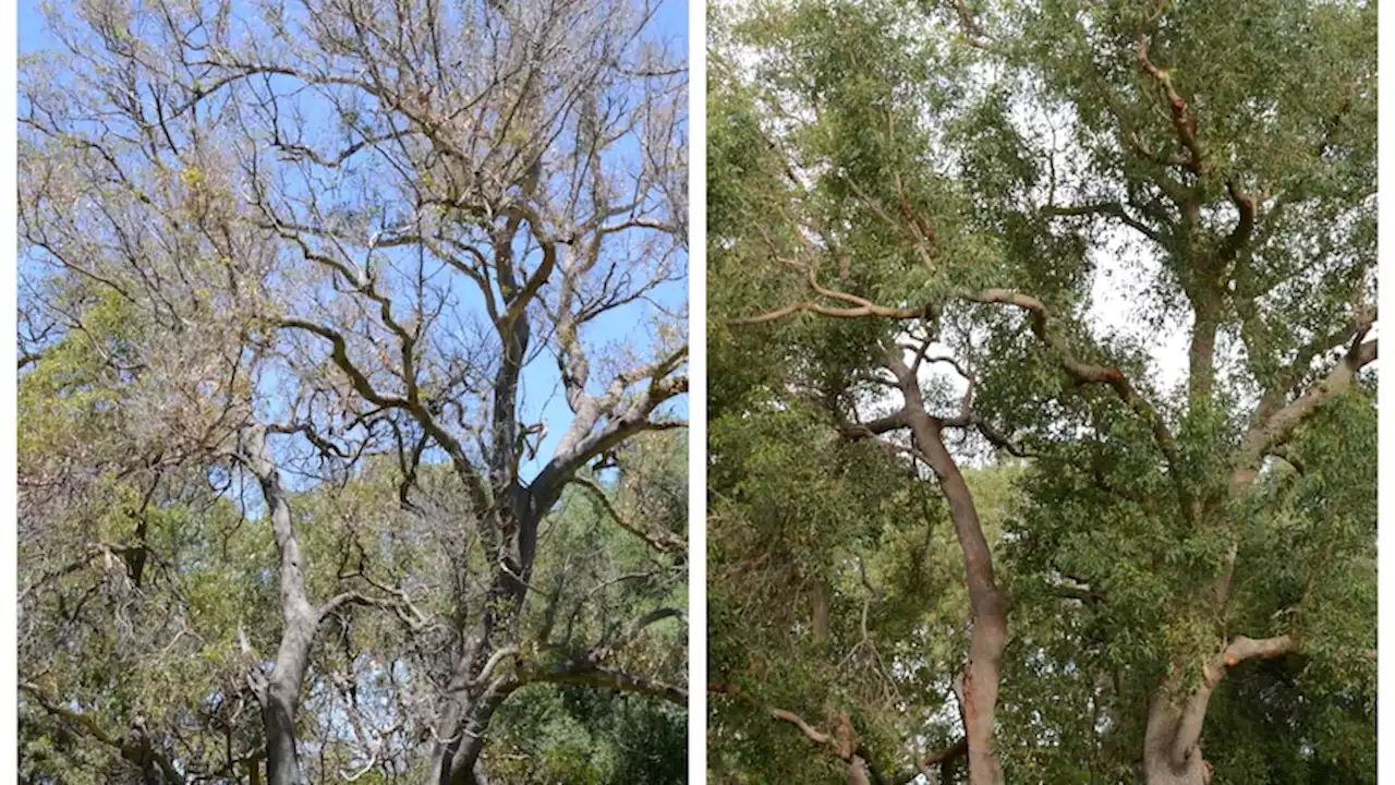 Trees in one of world's largest inner-city parks were dying, but renewed life found in surprisingly simple solution