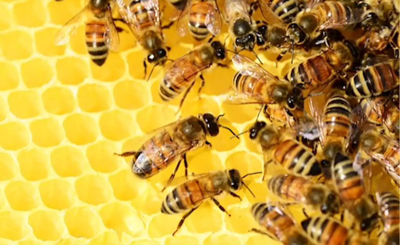 Uganda: The Honey Business Owner Creating a Buzz in Northern Uganda