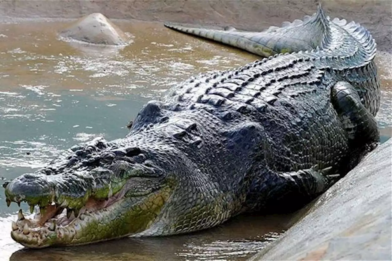 Hilang di Sungai, Seorang Pria Ternyata Tewas Diterkam Buaya