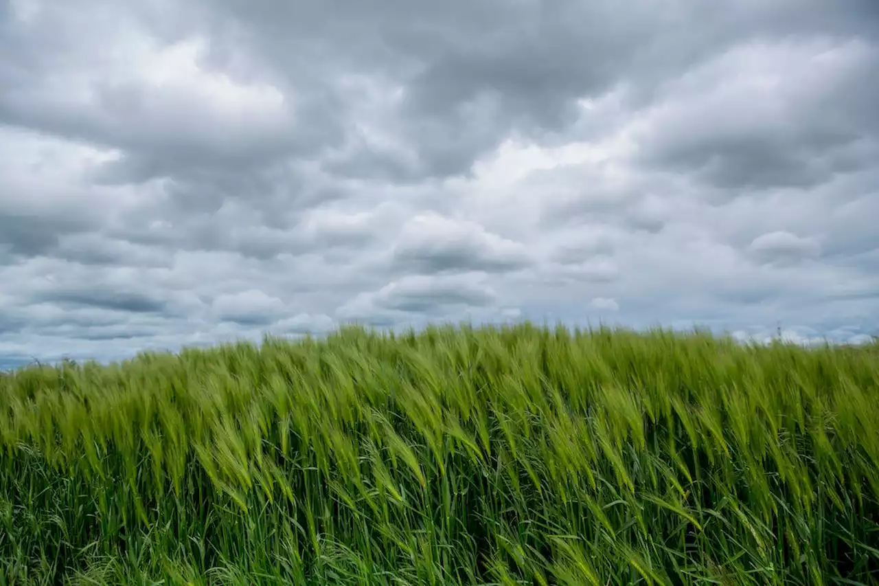 Wie der Dauerregen der Landwirtschaft zusetzt