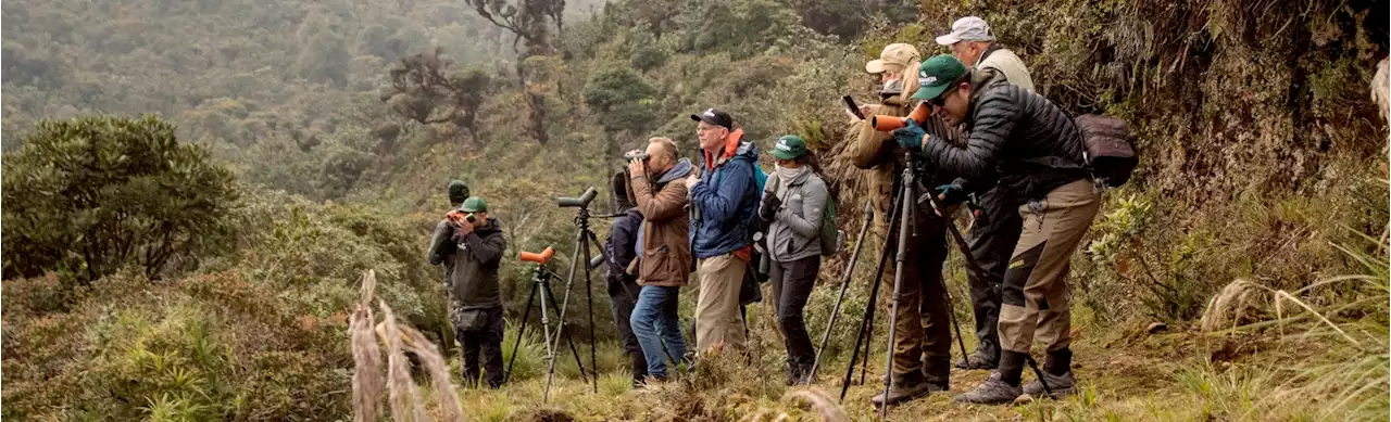 Diez aves únicas que puede observar en un recorrido de aviturismo por el suroccidente colombiano - Colombia Visible