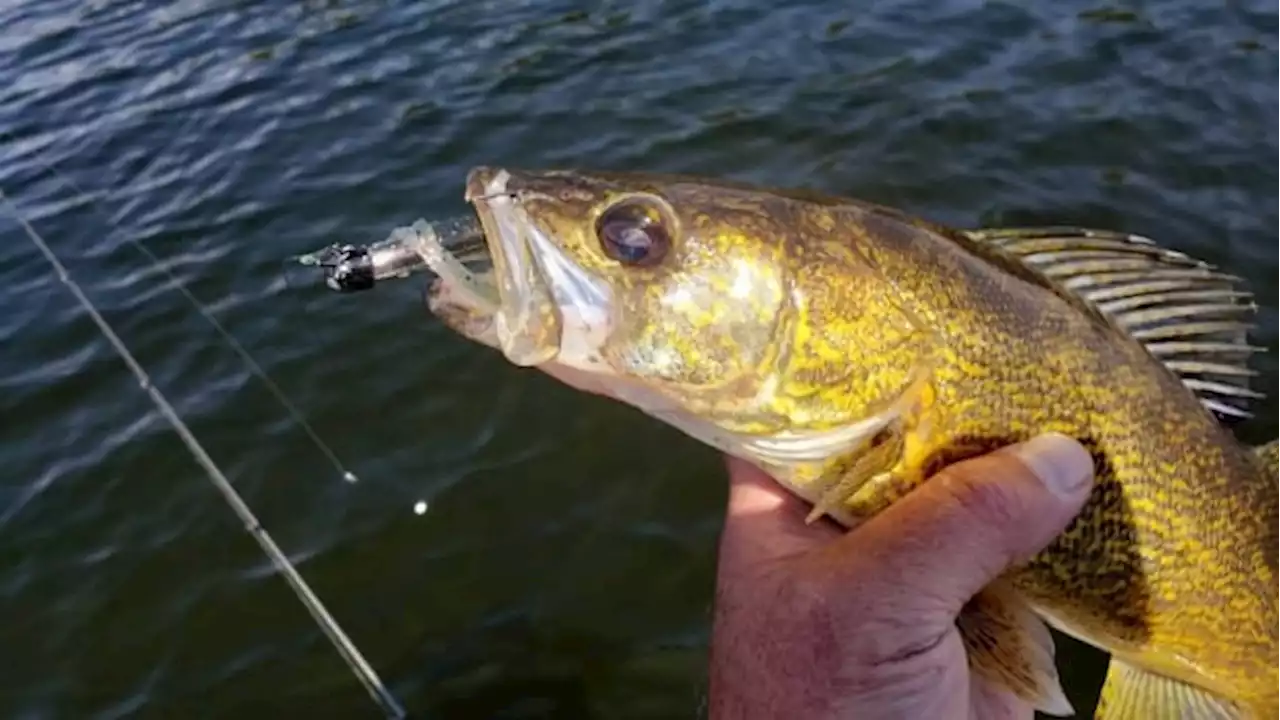 Whopper of a fish haul nets Ottawa angler a hefty fine | CBC News