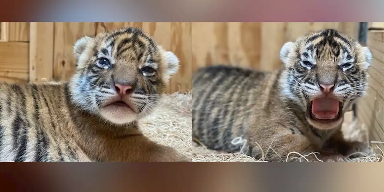 Zoo celebrates birth of endangered Sumatran tiger cubs, first since 1998