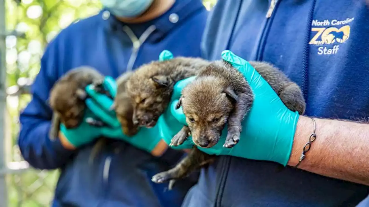 Nace en EE.UU. una docena de cachorros de lobo rojo en peligro de extinción