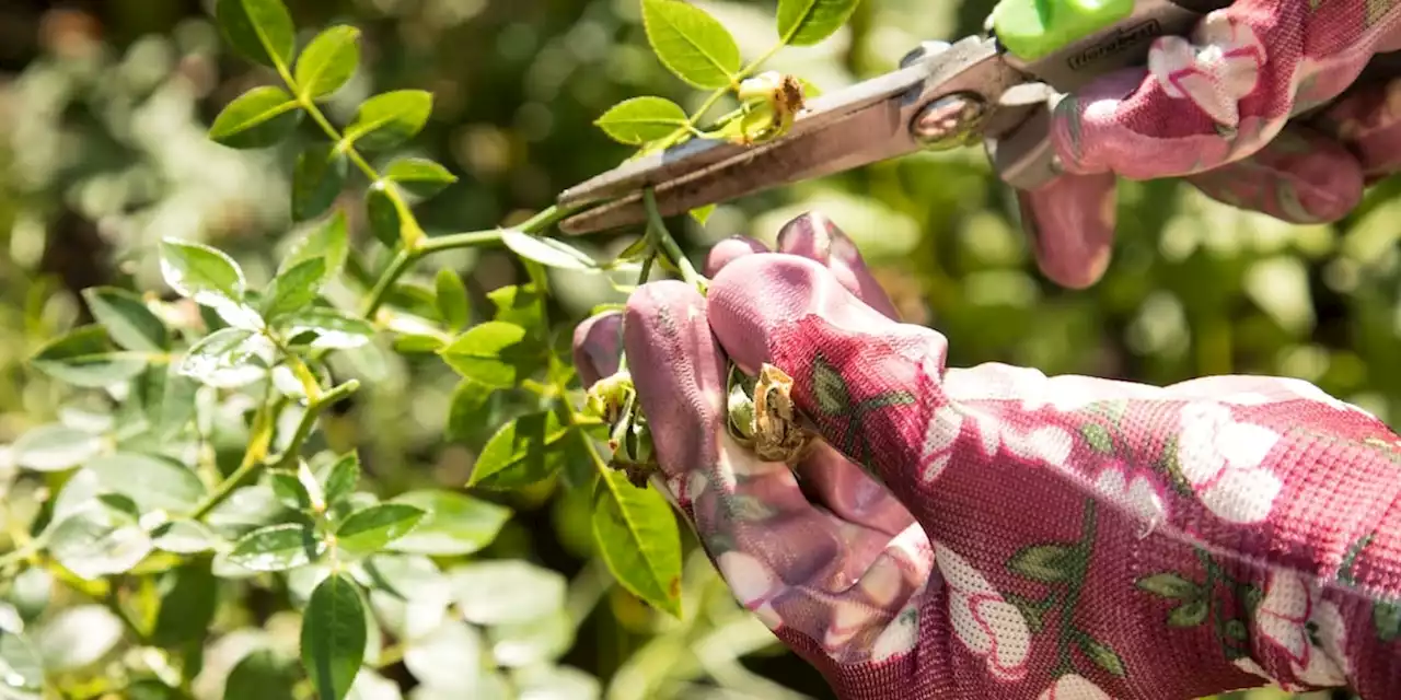 Wenn Sie fünf Dinge machen, sparen Sie im Garten viel Geld - Video