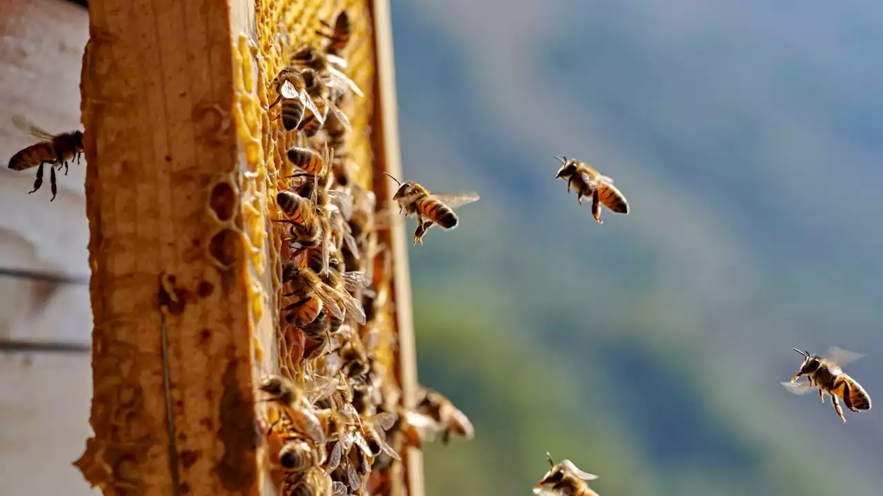 Bioblitz, case per le api: la difesa della biodiversità diventa trend