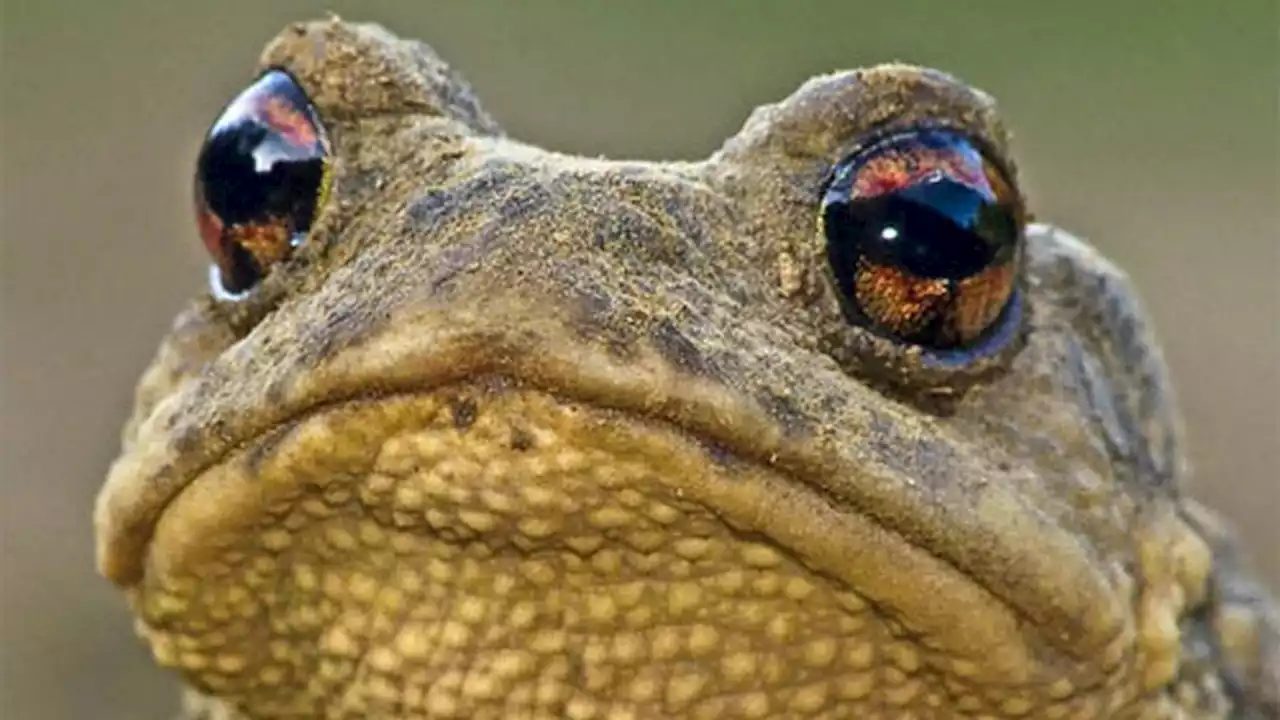 Muere en Ibiza durante un ritual tras consumir veneno de sapo bufo