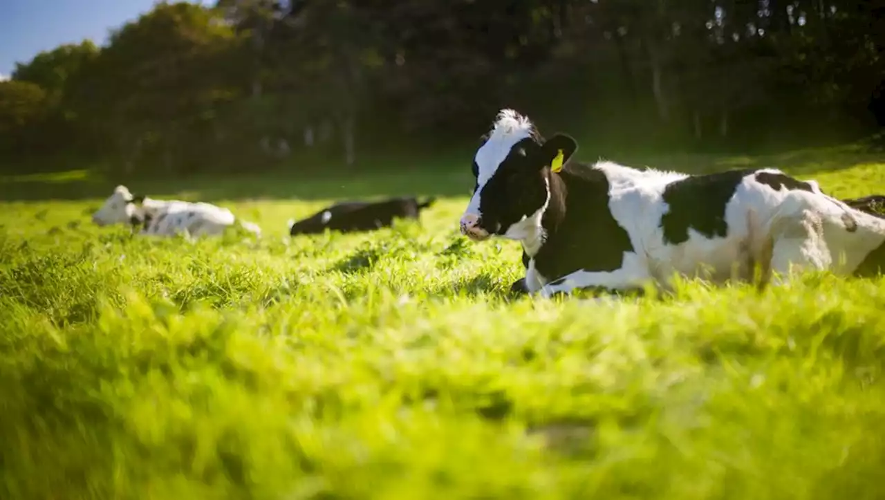 Un cas de maladie de vache folle 'atypique' détecté aux États-Unis, treize autres bovins abattus