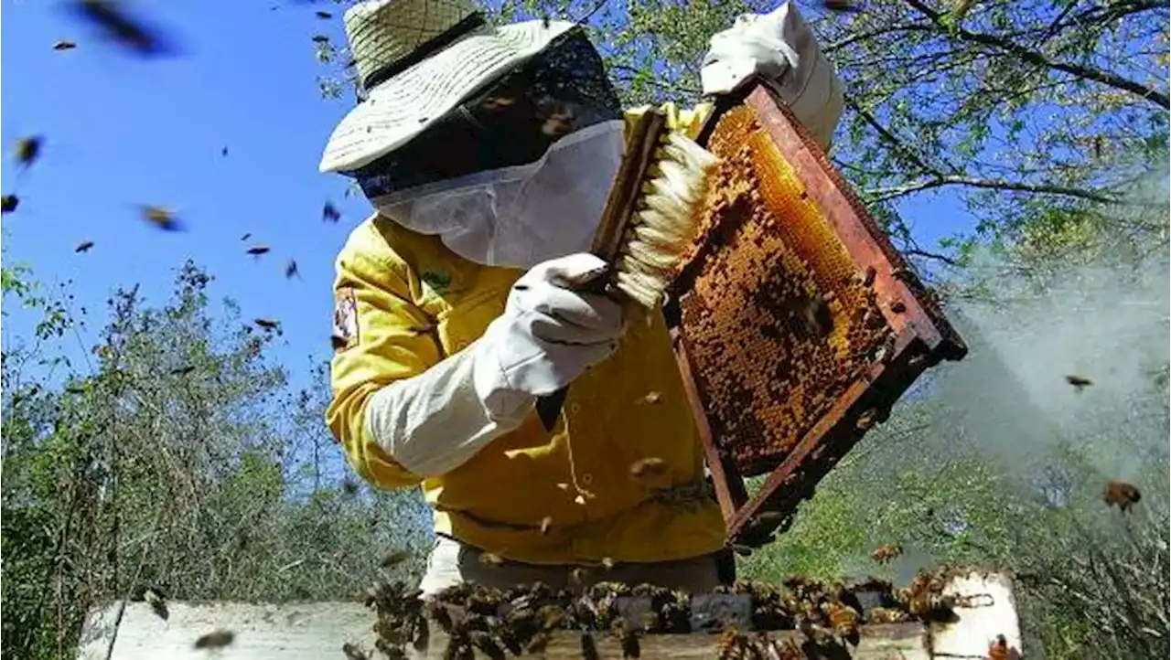 El robo de abejas, un delito que saborea sus ganancias