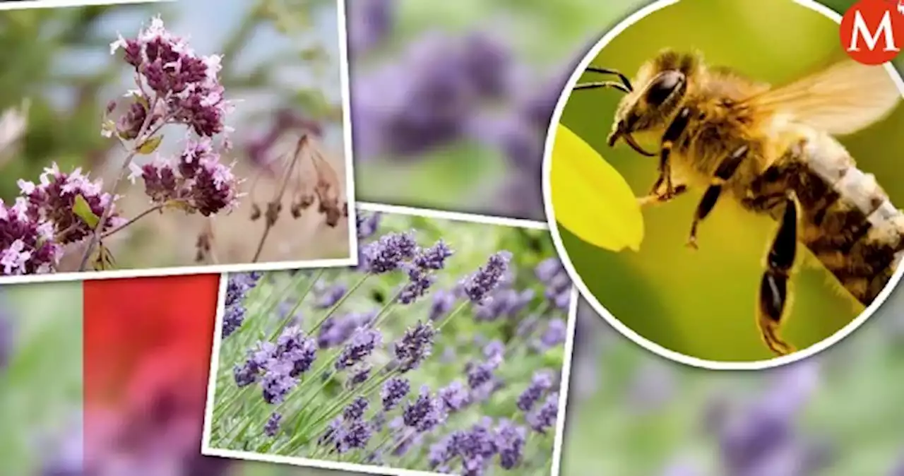 Día de las abejas ¿Qué está pasando y por qué debería interesarnos?