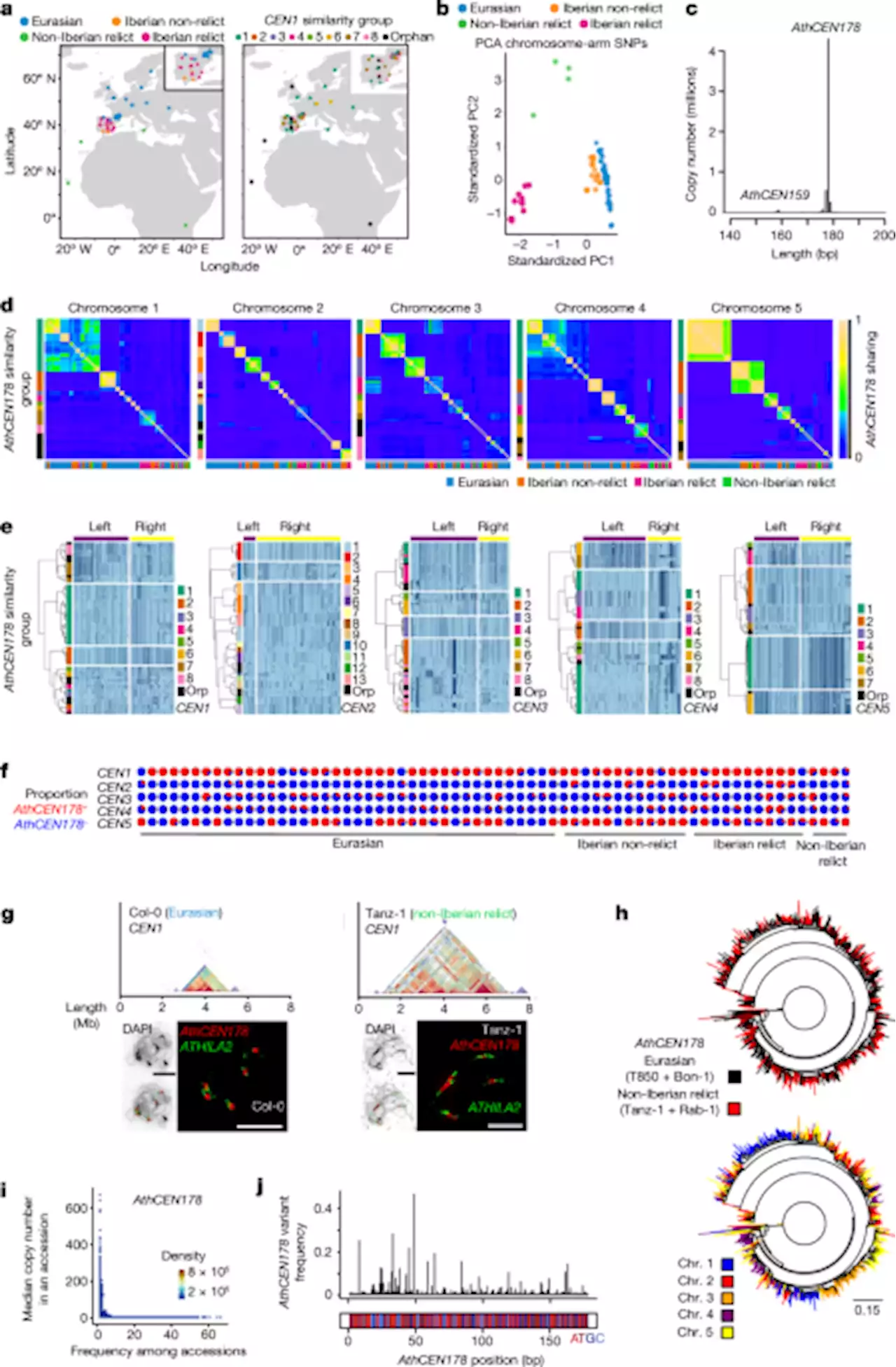 Cycles of satellite and transposon evolution in Arabidopsis centromeres - Nature