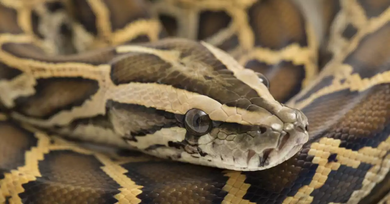 Hombre utilizó una serpiente como arma en medio de pelea callejera