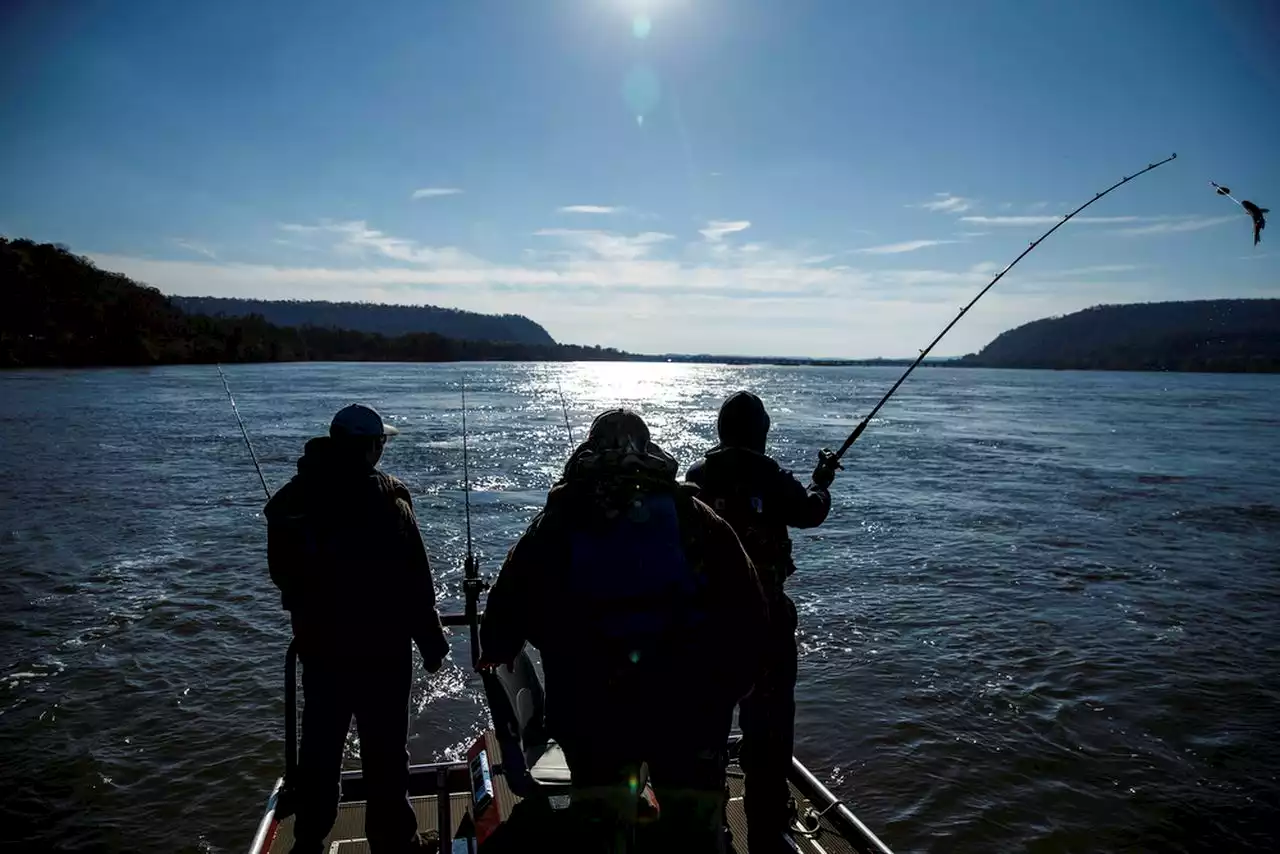 Pa. River Monster: Man lands likely state record, releases huge fish back into Susquehanna