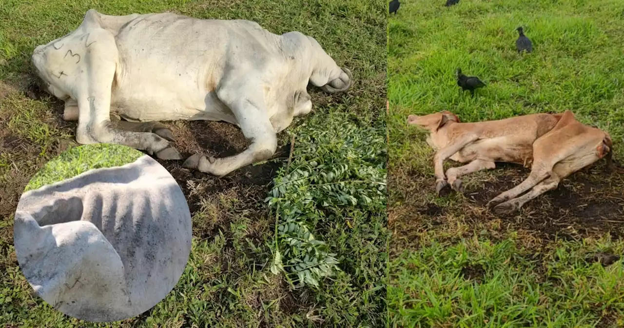 (FOTOS) Miserables: Estas vacas están en deplorables condiciones, varias han muerto sin agua y comida