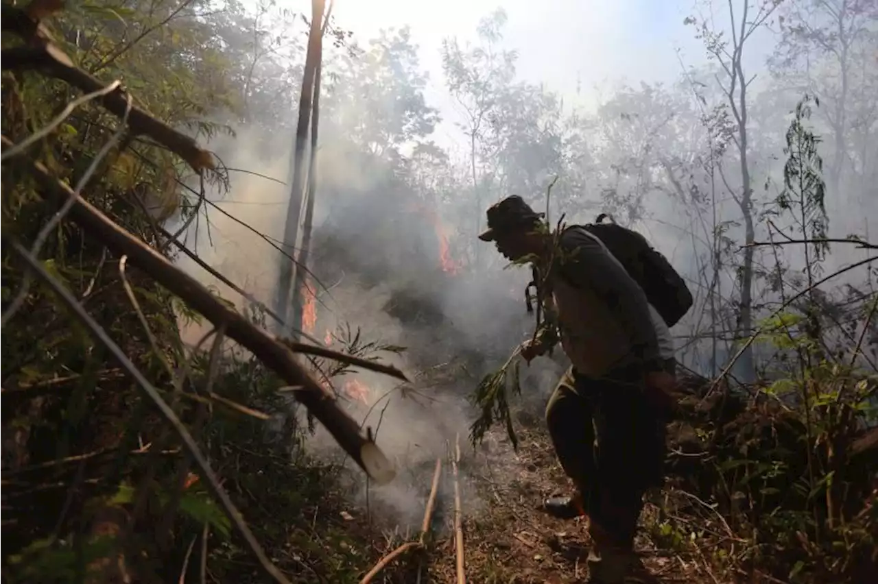 BMKG Imbau Warga NTT Waspadai Wilayah Berstatus Sangat Mudah Terbakar |Republika Online