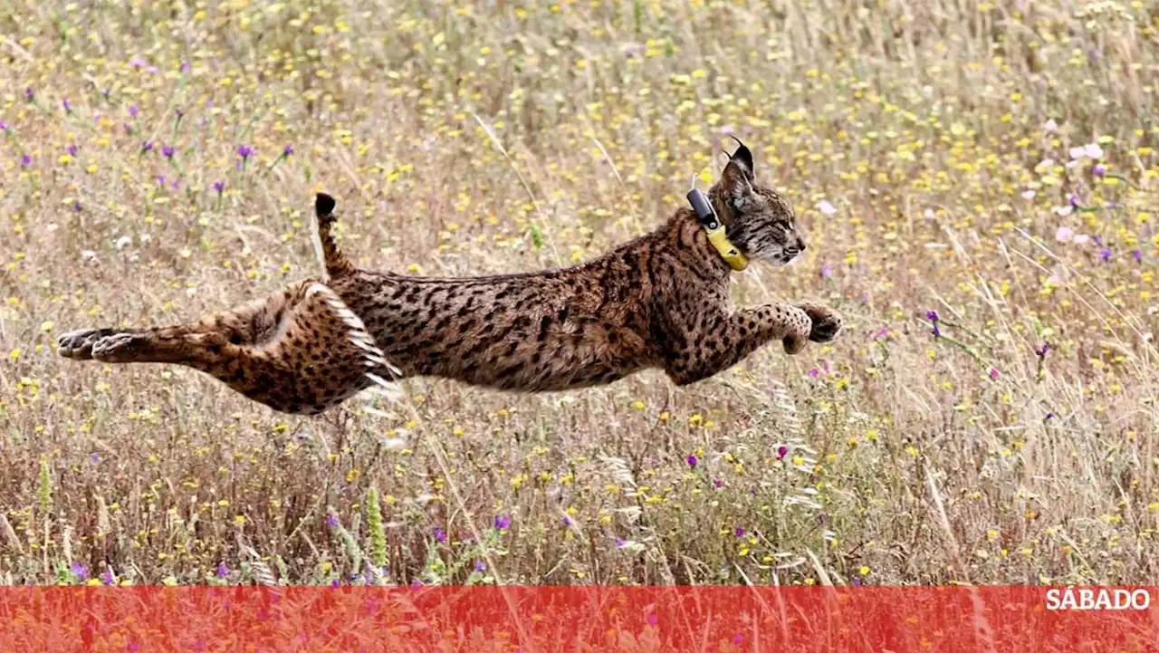 Portugal e Espanha com mais de 1.600 exemplares de lince-ibérico