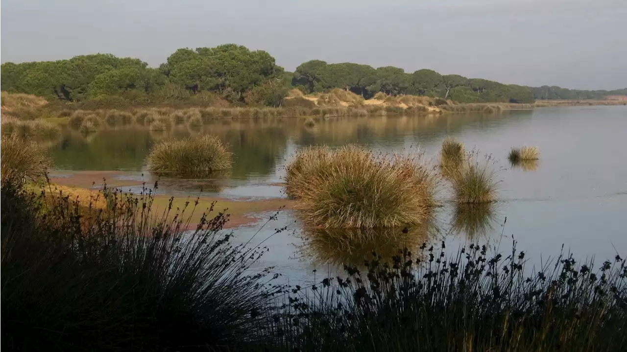 La Confederación del Guadalquivir veta el macroproyecto urbanístico de la Junta en Doñana