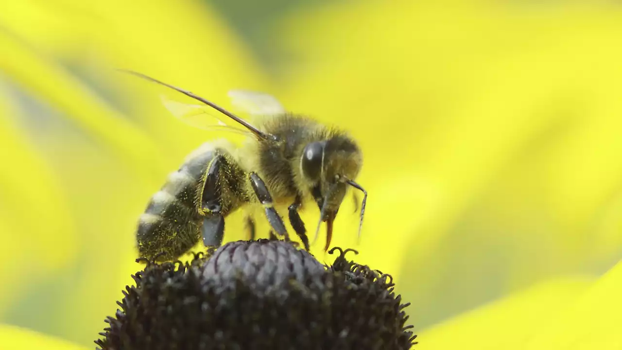 Morgen Samstag ist Weltbienentag - Schweizer Bauer