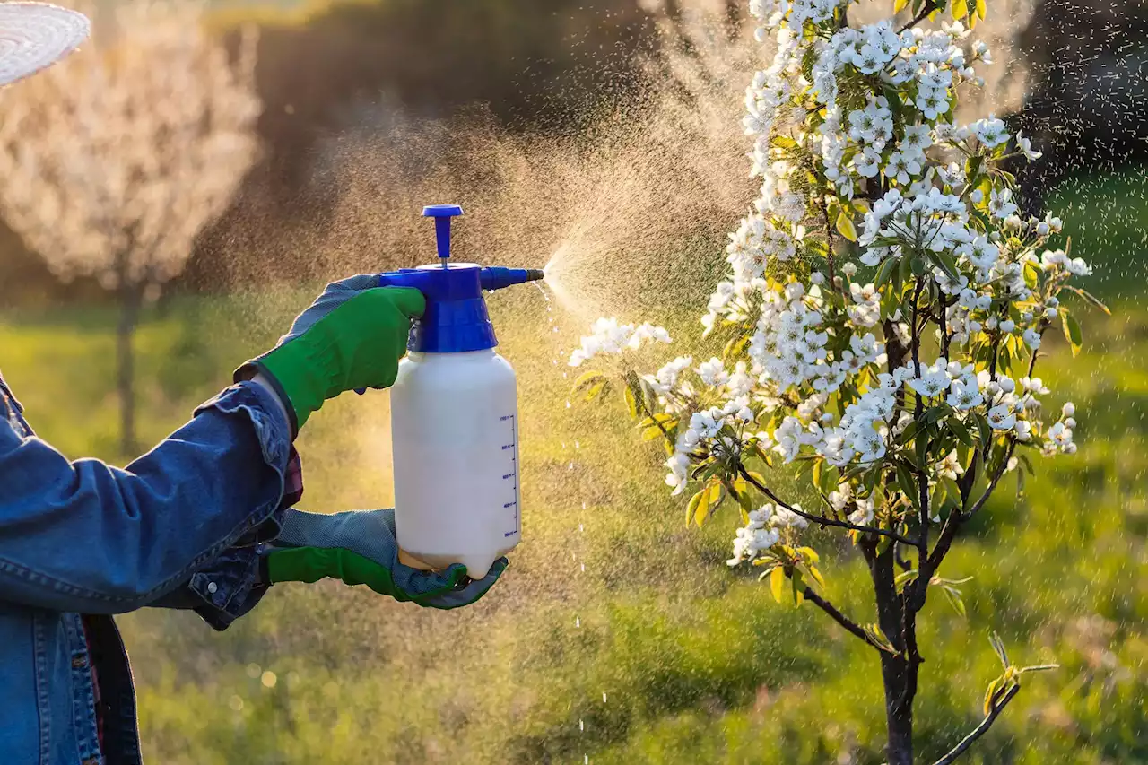 Parkinson’s Warning: UCLA & Harvard Researchers Identify 10 Neurotoxic Pesticides