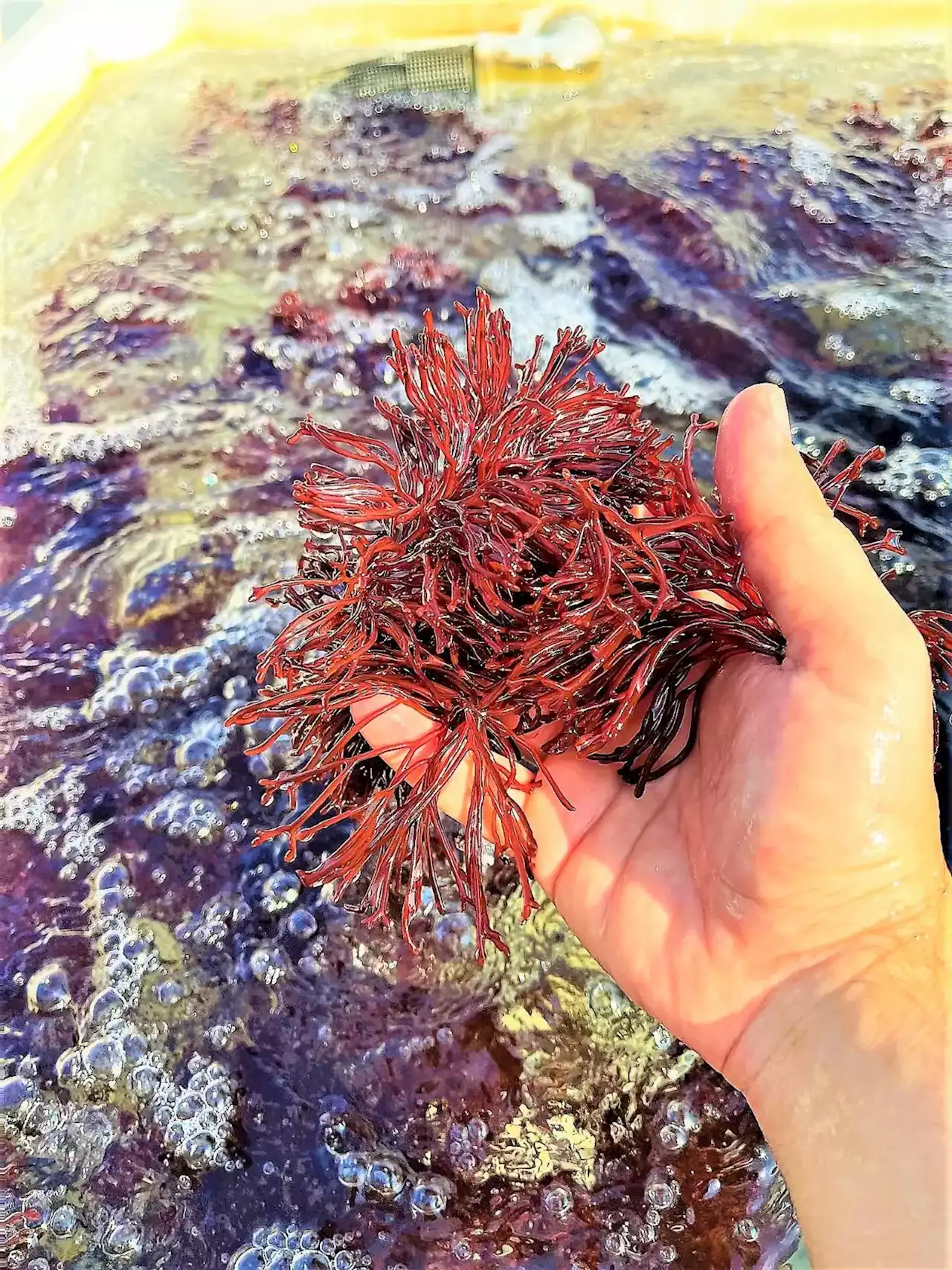 “Super Seaweed”: Scientists Have Dramatically Increased the Health and Medicinal Value of Seaweed