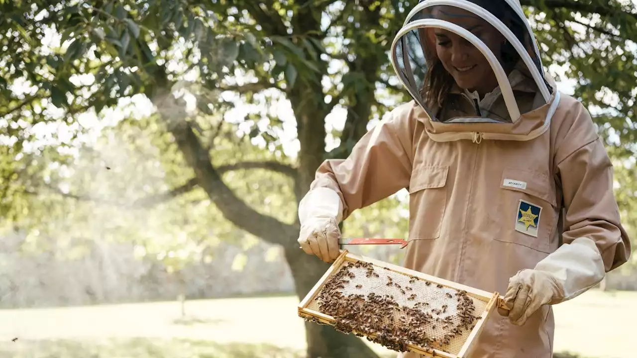 Princess of Wales pictured wearing keeper's suit to tend beehive on World Bee Day